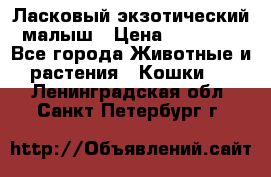 Ласковый экзотический малыш › Цена ­ 25 000 - Все города Животные и растения » Кошки   . Ленинградская обл.,Санкт-Петербург г.